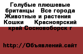 Голубые плюшевые британцы - Все города Животные и растения » Кошки   . Красноярский край,Сосновоборск г.